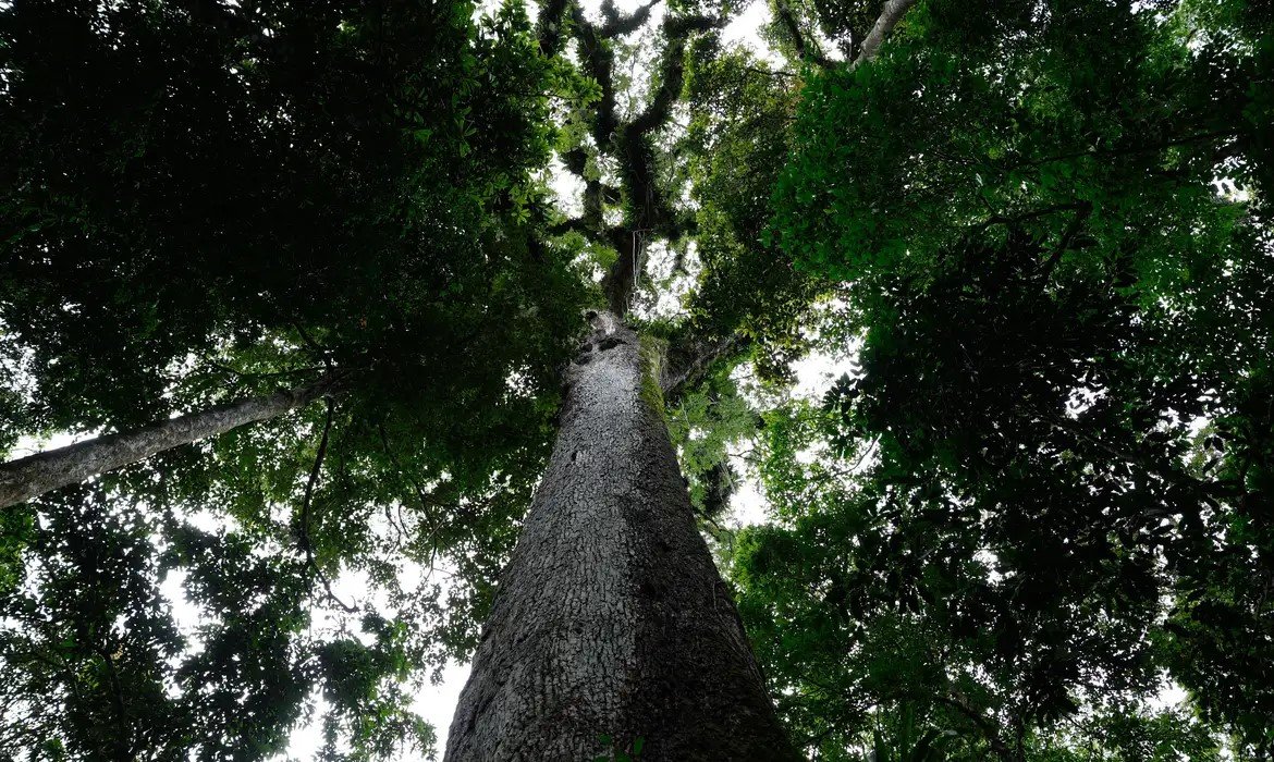 Com 63 vetos, presidente da República sanciona nova lei do licenciamento ambiental - Jornal O São Paulo