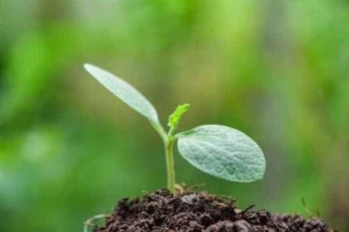 nova planta