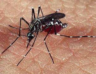 Dengue