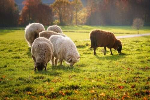 sheep gcd