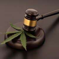 folha-de-maconha-ou-cannabis-ruderalis-e-fundo-preto-isolado-de-martelo_313215-6997