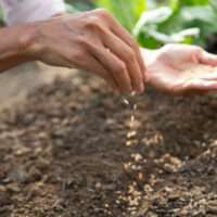 Close-up of woman’s hand sowing seed in soil.