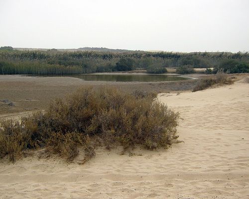 Alwathba landscape representing our community roots