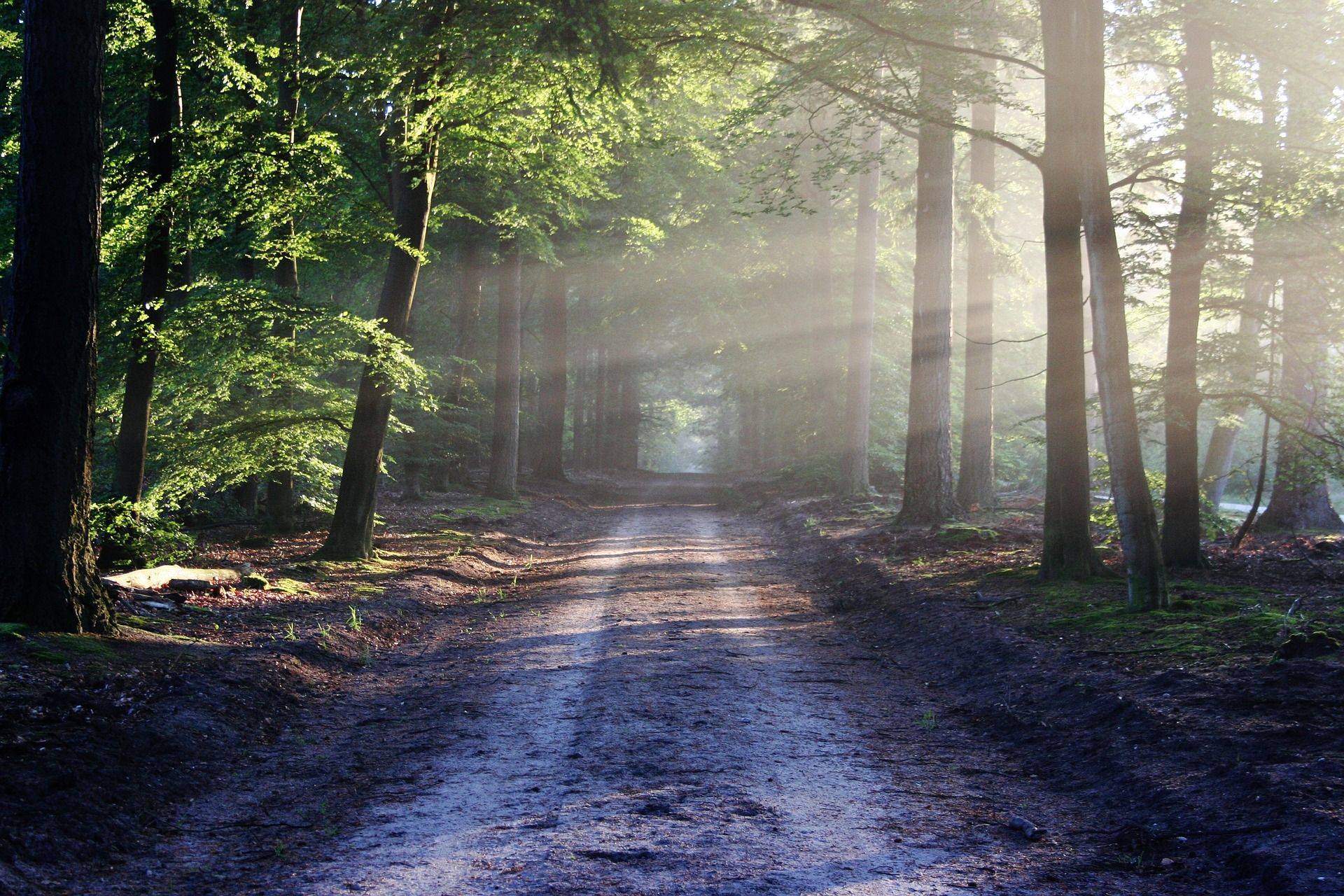 Image by bertvthul from Pixabay