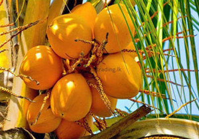 TENDER COCONUT - SRI LANKA
