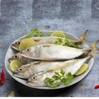 AYLA (MACKEREL - SMALL)