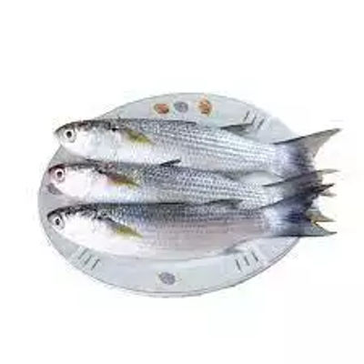 MALAN BIG FISH
