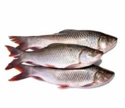 ROHU FISH 2UP