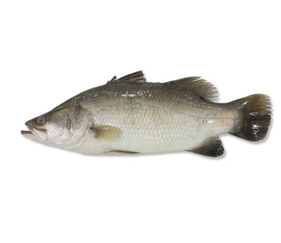 ASIAN SEA BASS (BARAMUNDI)