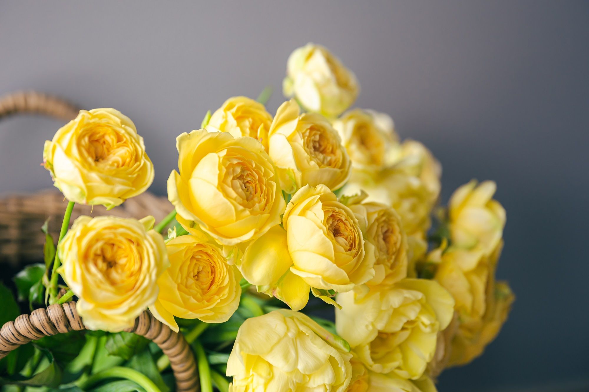 Garden Rose Showroom