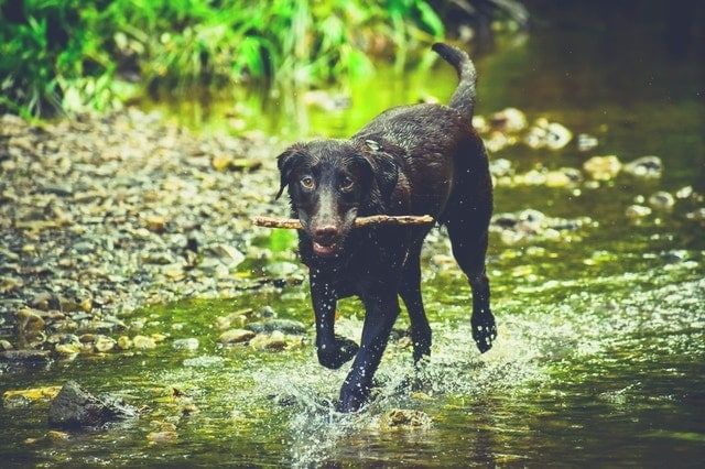 Wet Dog Wet dog on camping trip