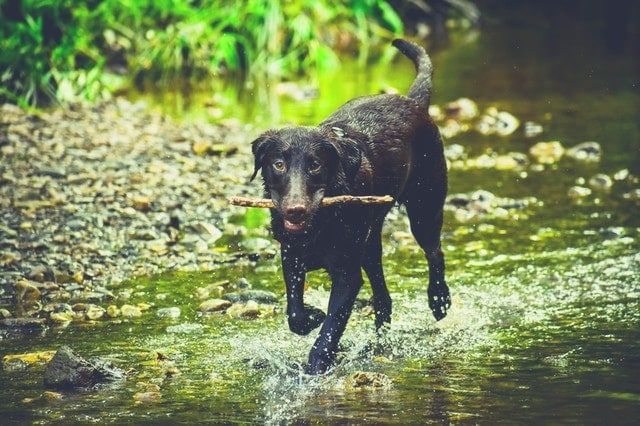 Wet dog on camping trip