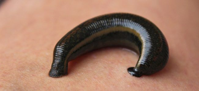 Leech