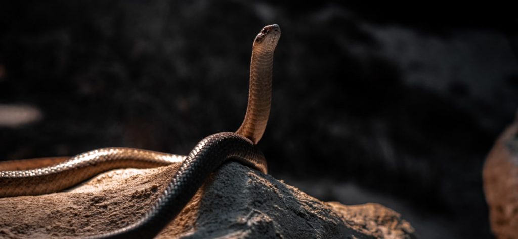 Snake