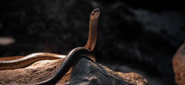 Snake