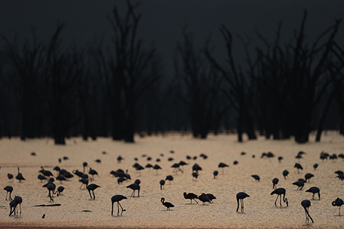 Flock of water birds silhouetted against sunlit water, photographed on the Canon 1DX III