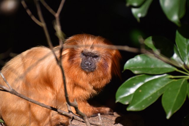 Golden lion tamarin crouching behind a tree branch, photographed with the NIKKOR 70-300mm f/4.5-6.3 G ED VR lens