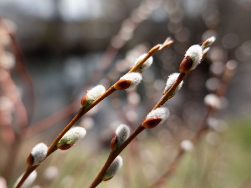 Close-up of white cotton-like flowers, photographed with the Panasonic LUMIX S 20-60mm f3.5-5.6 lens