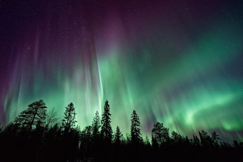 Aurora borealis on top of trees
