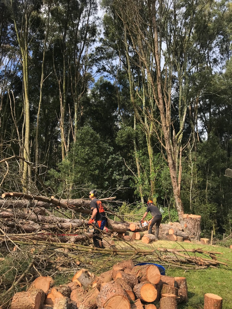 Cutting your firewood