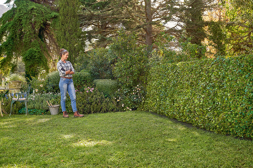 A man a light blue shirt wearing a pair of orange ear muffs and safety glasses using a petrol hedge trimmer to trim the hedge