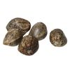 OG Haze Feminized Seeds