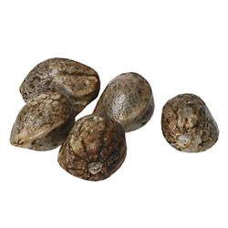OG Haze Feminized Seeds