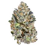 Indica