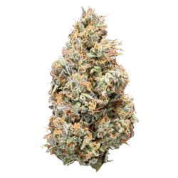 Sativa
