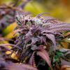 BC Organic Sour Cookies