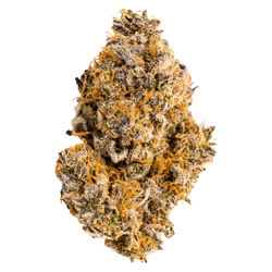 Tropicali