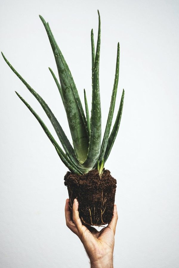 Aloe Vera