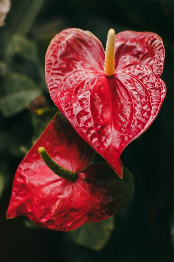 Anthurium