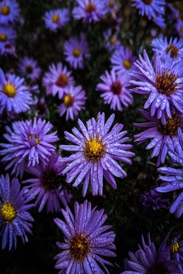 Aster