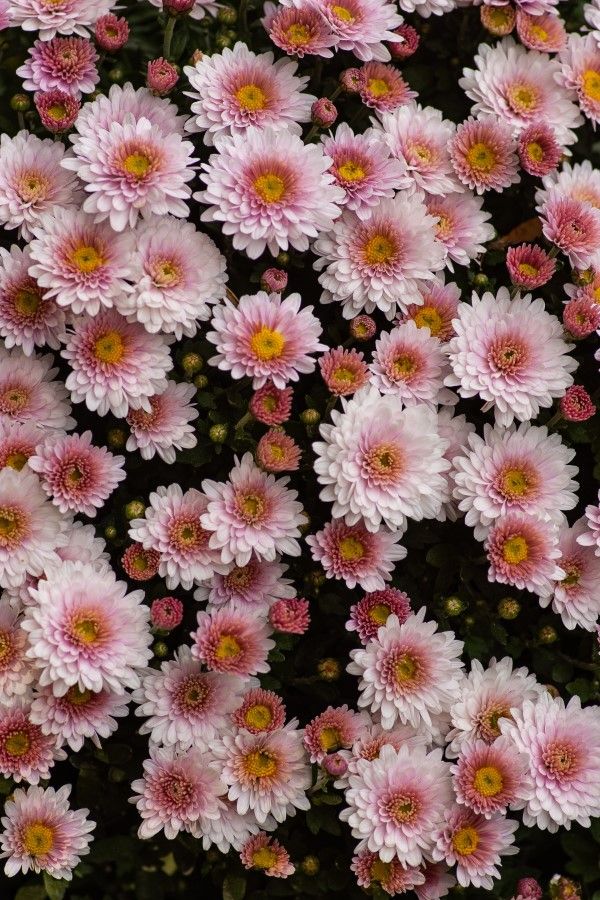 Chrysanthemum