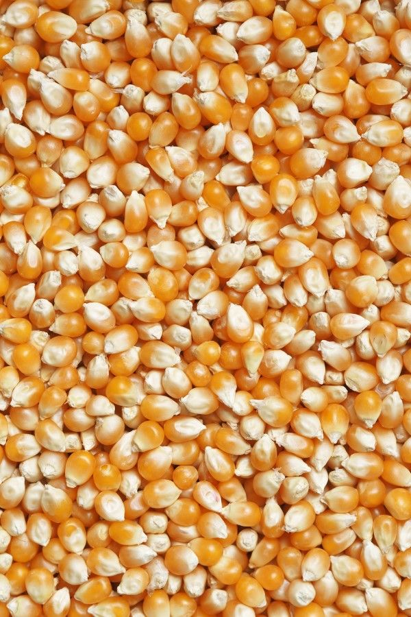 Corn/Maize