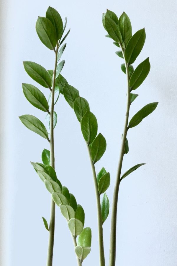 Curry Leaves