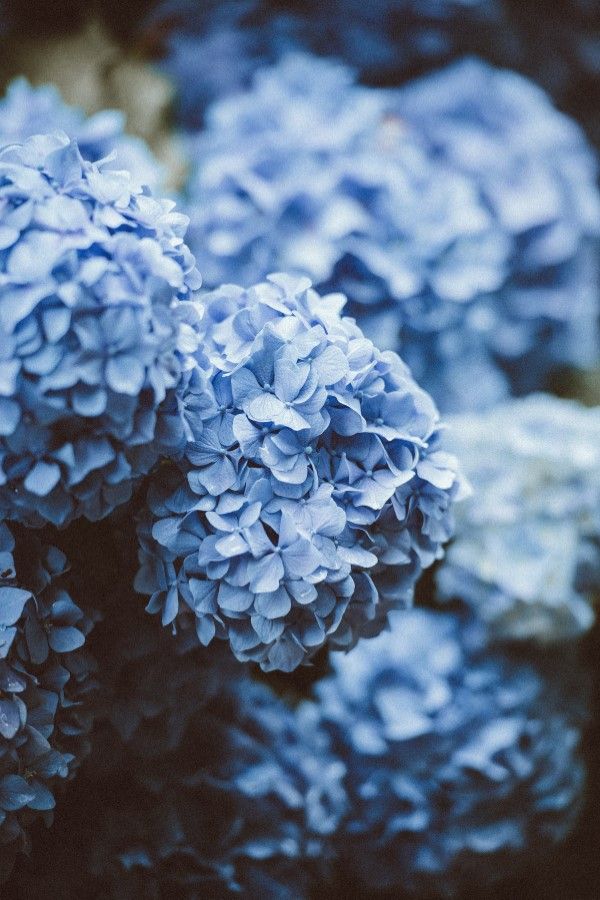 Hydrangea