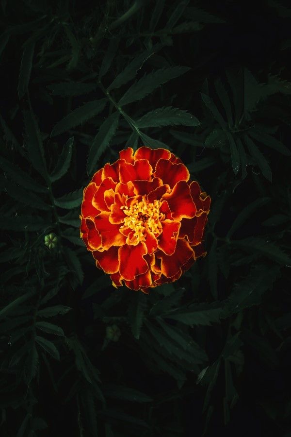 Marigold