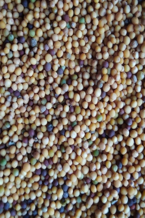 Mustard Seeds