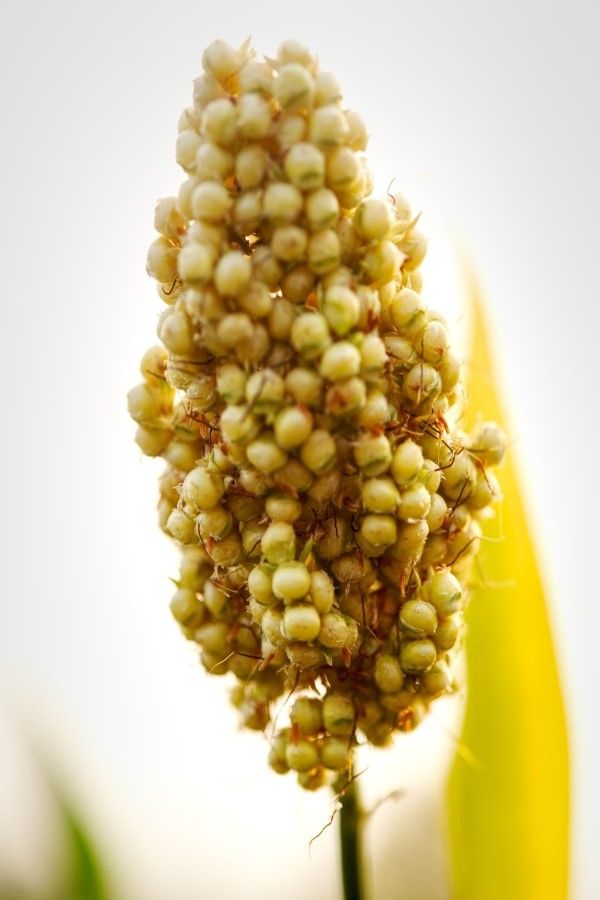 Sorghum / Jawari