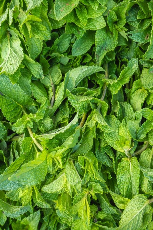 Spearmint