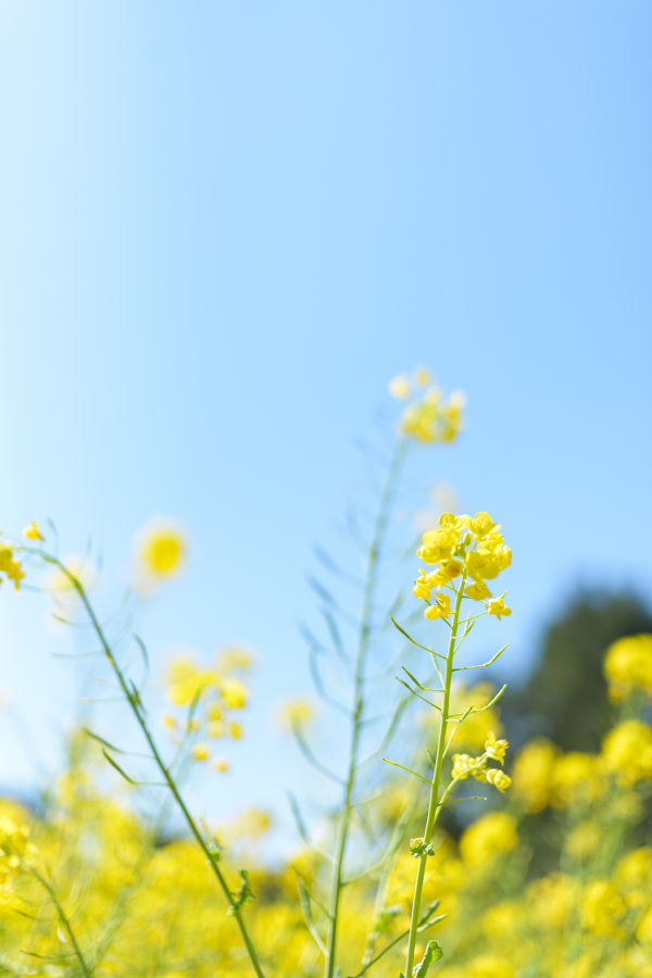 Spring Canola