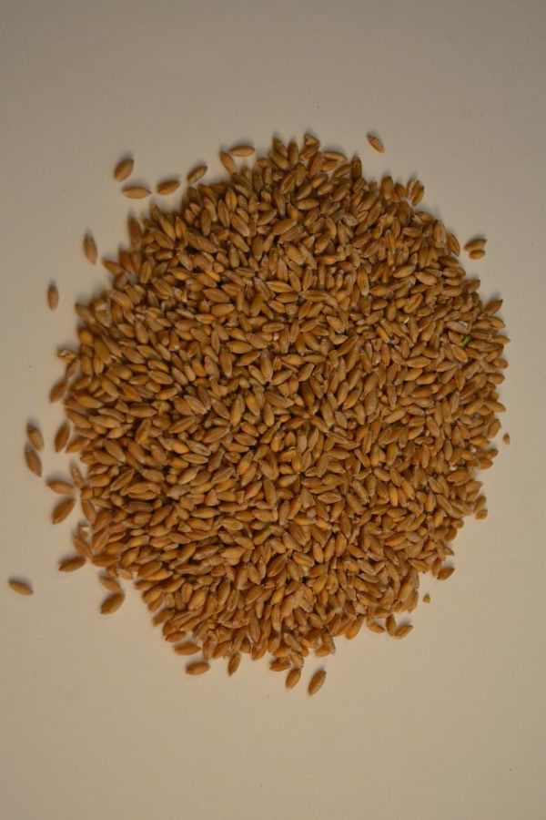 Triticale