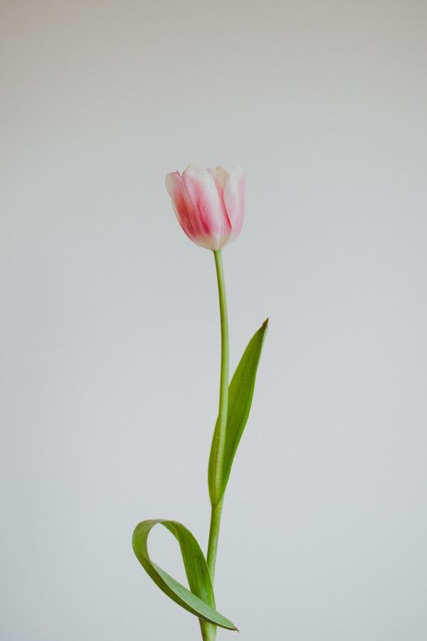 Tulip