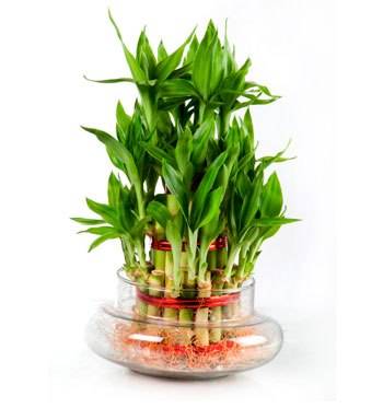 plants