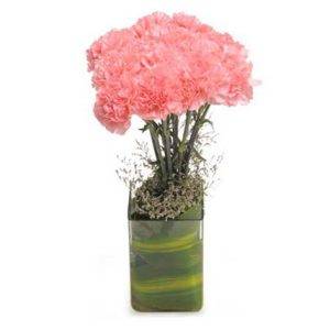 Carnation freshness