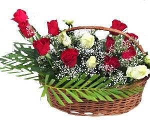 Rose Enchantment