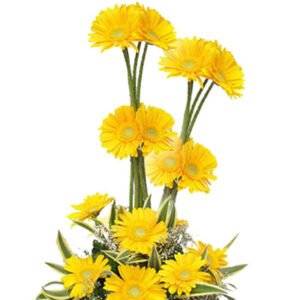 Chrysanthemum Yellow