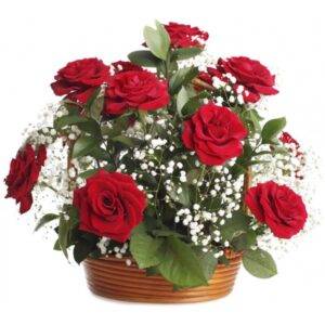 Rose Delight
